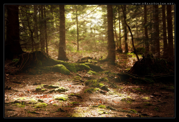 Magic_Forest_Desktop