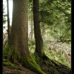 Urwald_Baum_1_Desktop