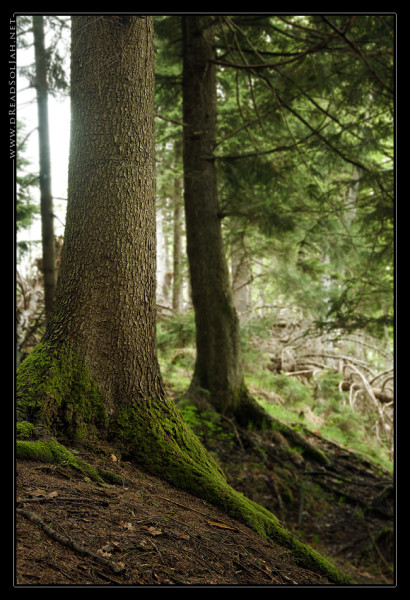 Urwald_Baum_1_Desktop