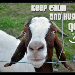 Keep-Calm-And-Hug-A-Goat-web