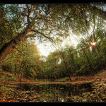 The-Tree-of-Autumn-web